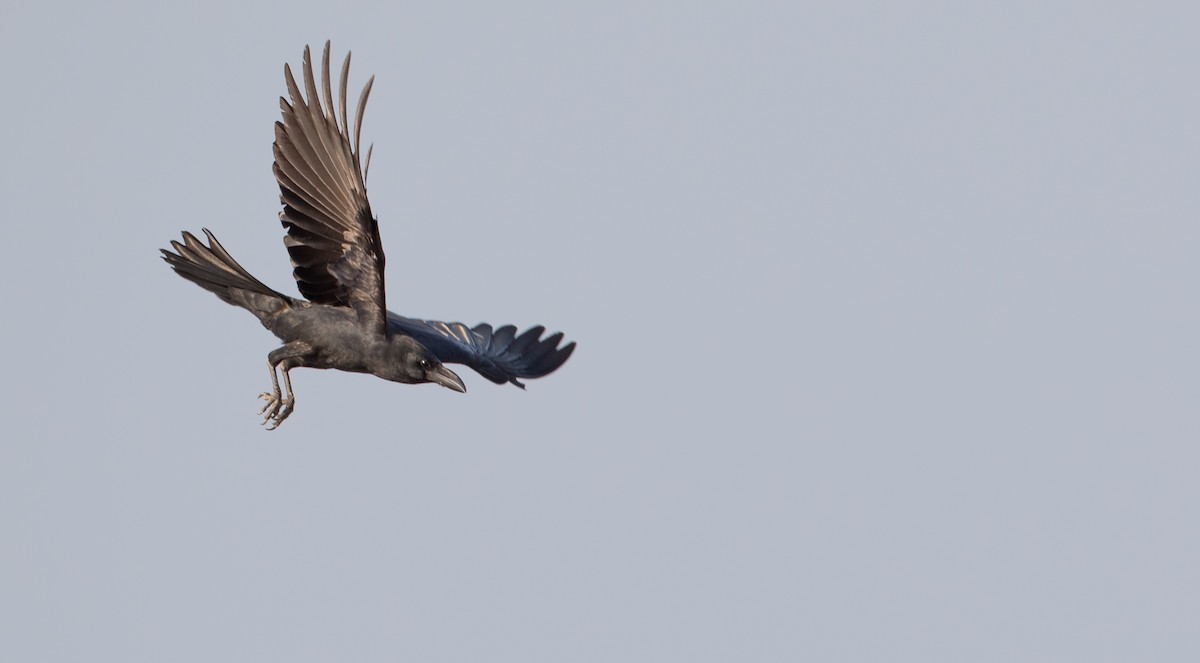 Large-billed Crow (Eastern) - Ian Davies