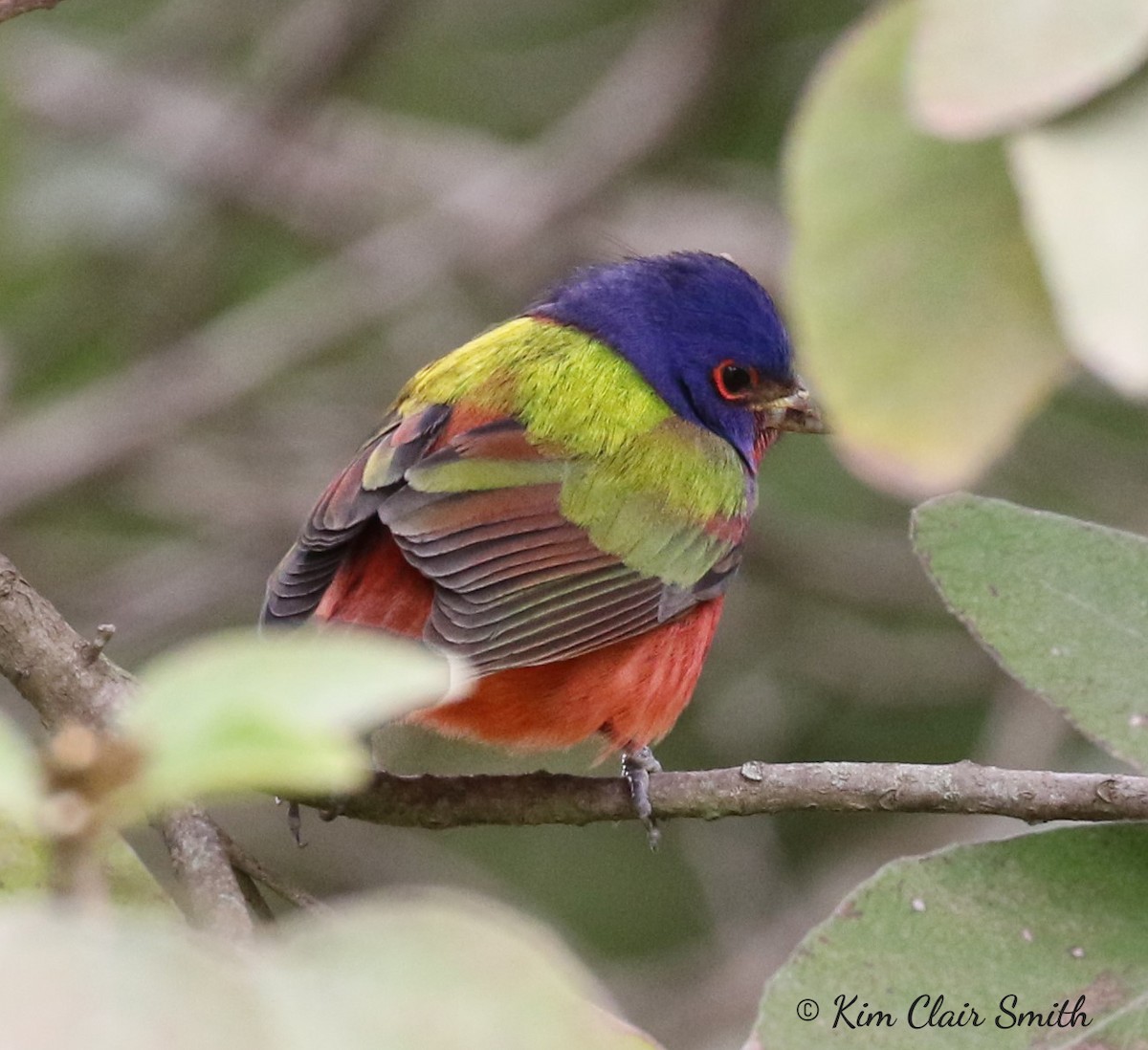 Painted Bunting - ML84764971