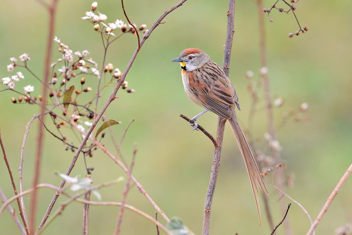 Chotoy Spinetail - Bruno Rennó