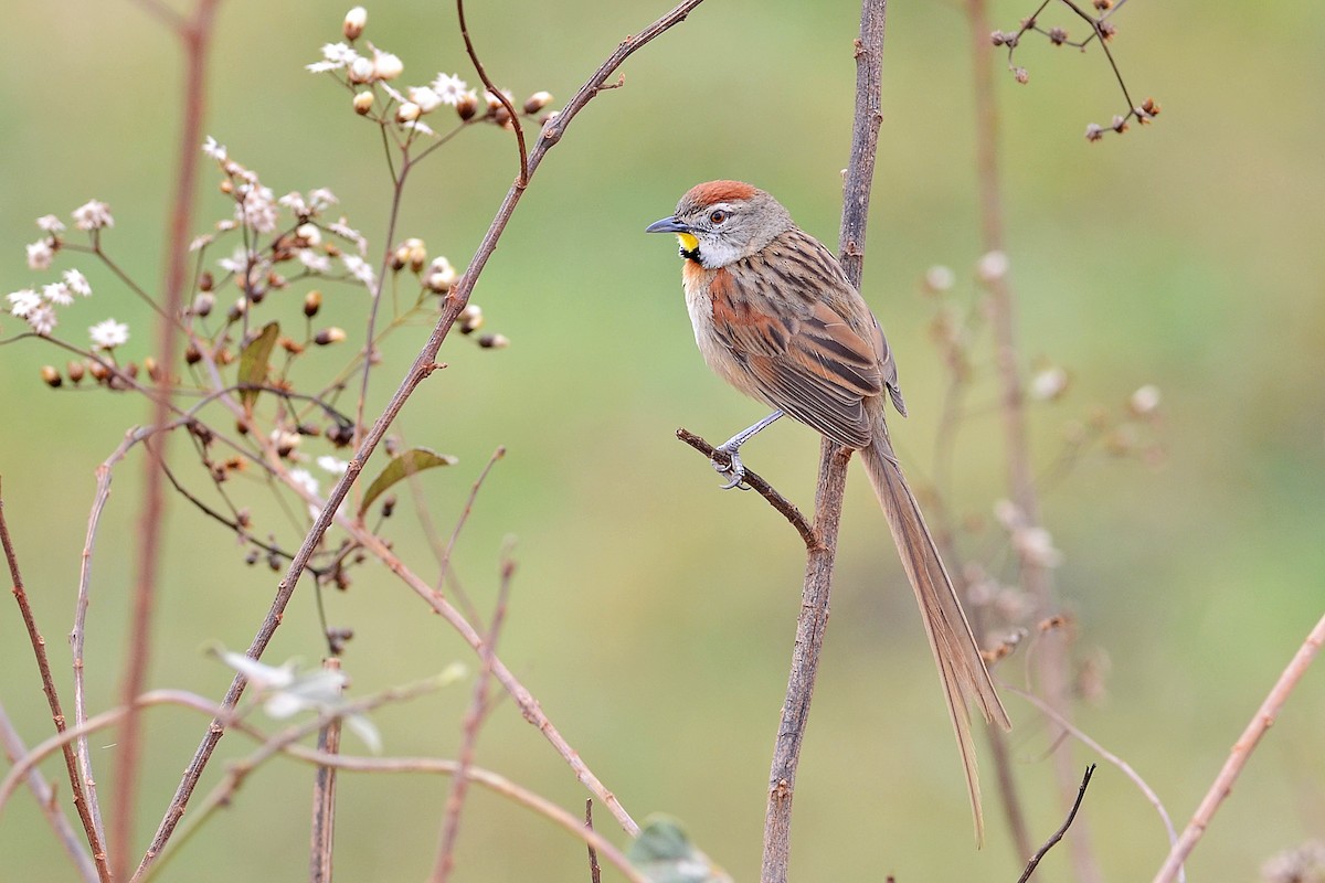 Chotoy Spinetail - ML84767021