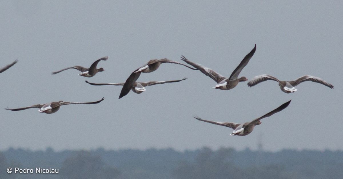 Lesser White-fronted Goose - Pedro Nicolau