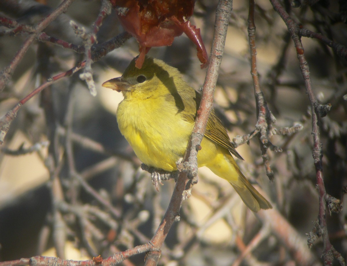 Summer Tanager - ML84767411