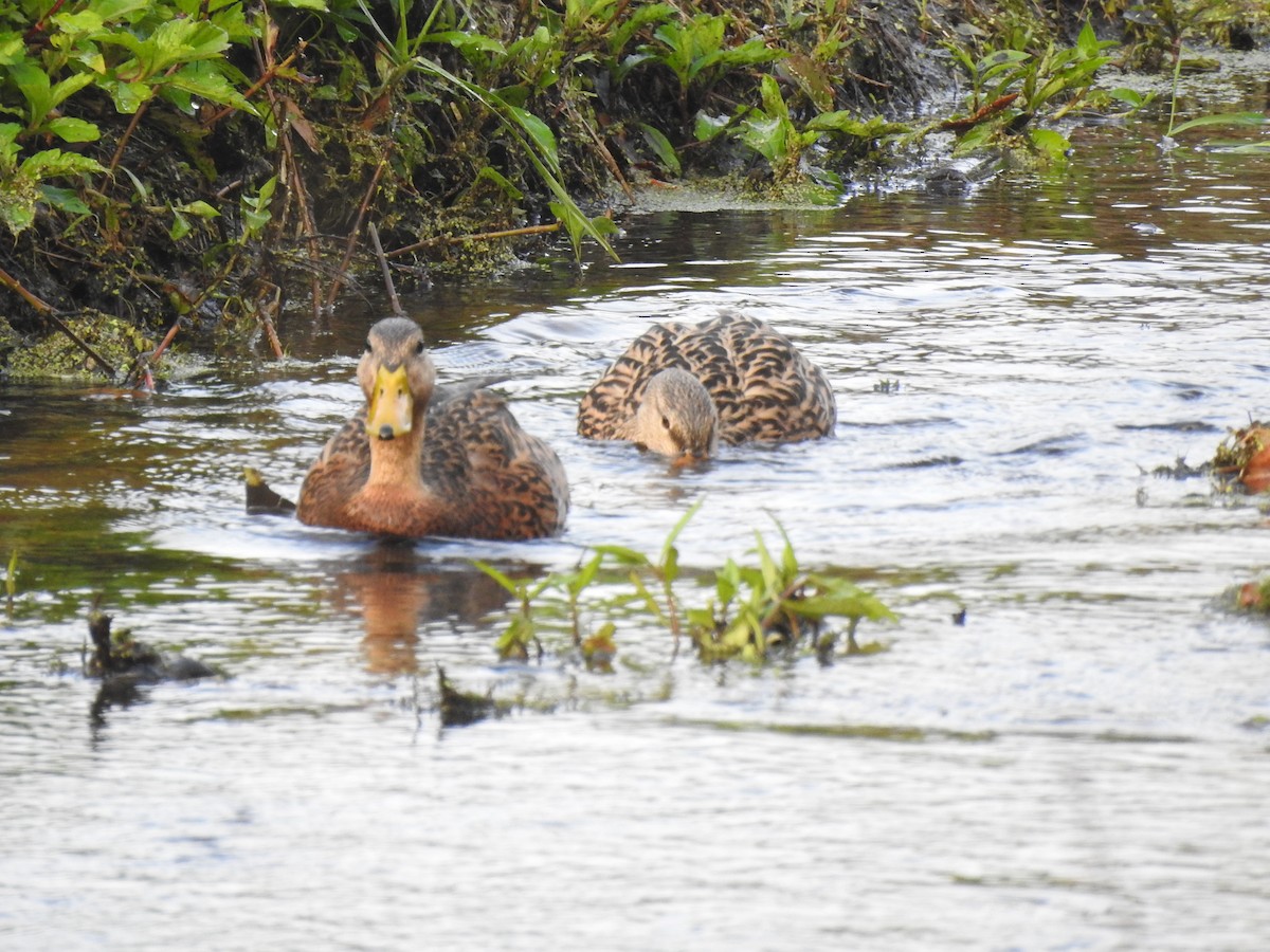 Mottled Duck - Dennis S Main