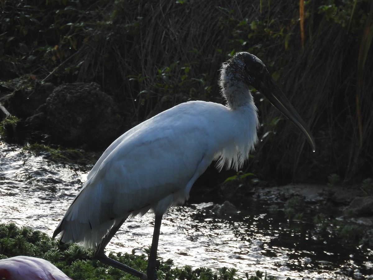 Wood Stork - ML84767831