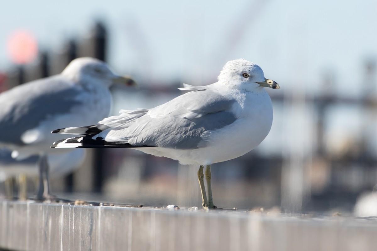 Ring-billed Gull - ML84769241