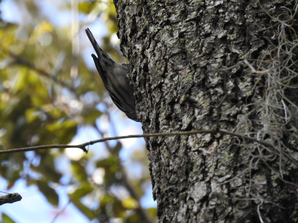 Black-and-white Warbler - Dennis S Main