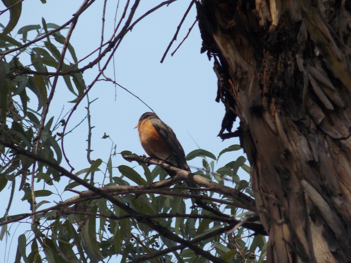 American Robin - ML84770631