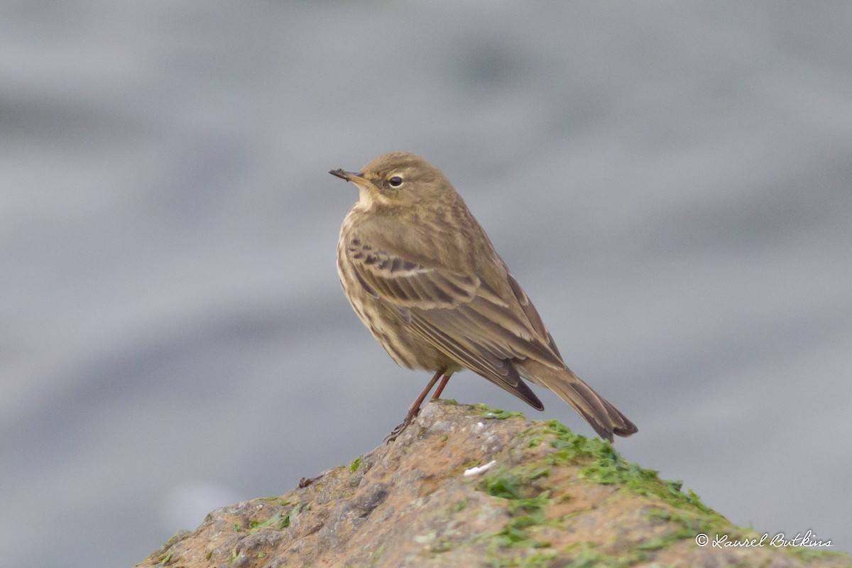 Rock Pipit - ML84772581
