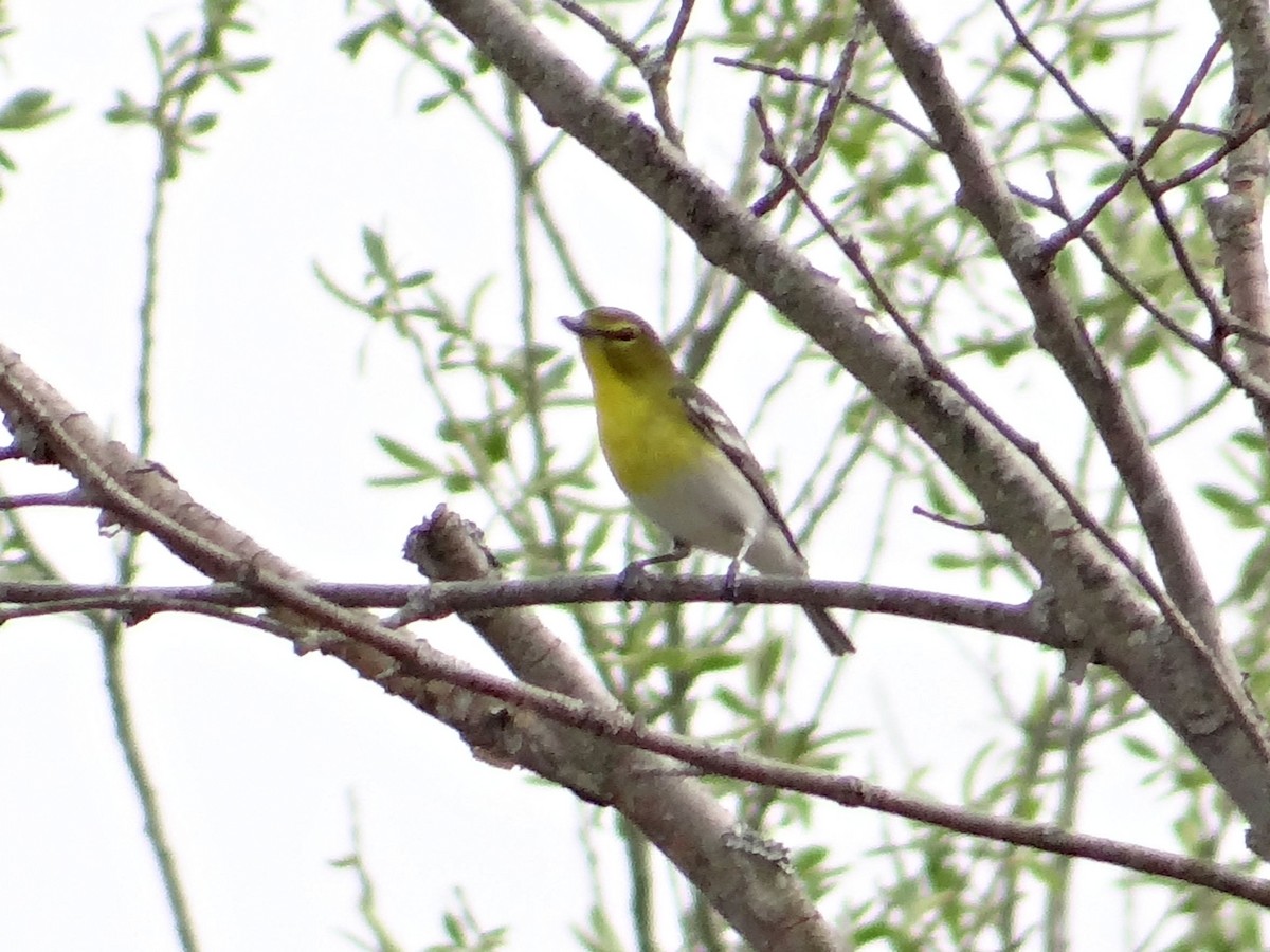 Yellow-throated Vireo - ML84773281