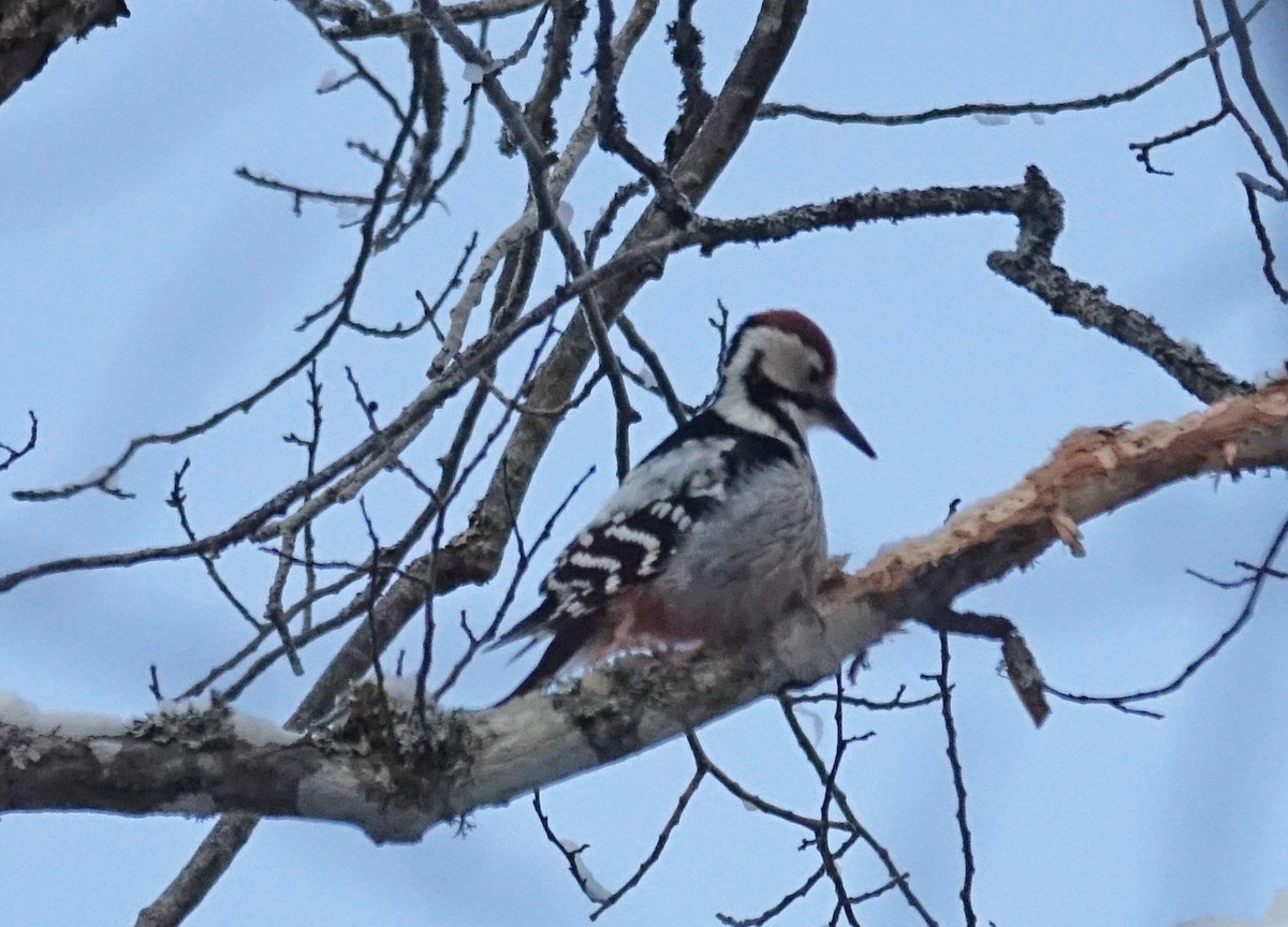 White-backed Woodpecker - ML84774201