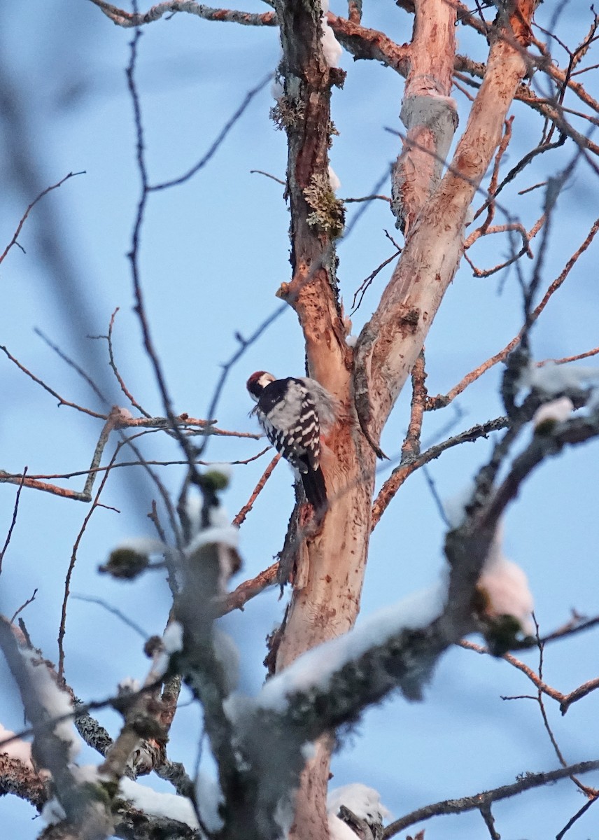 White-backed Woodpecker - ML84774311