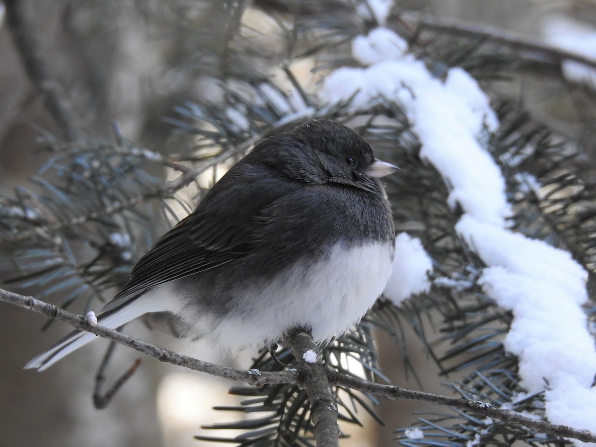 Dark-eyed Junco - ML84774421