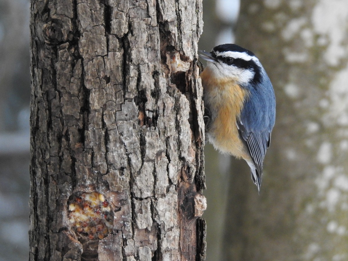 Red-breasted Nuthatch - ML84774491