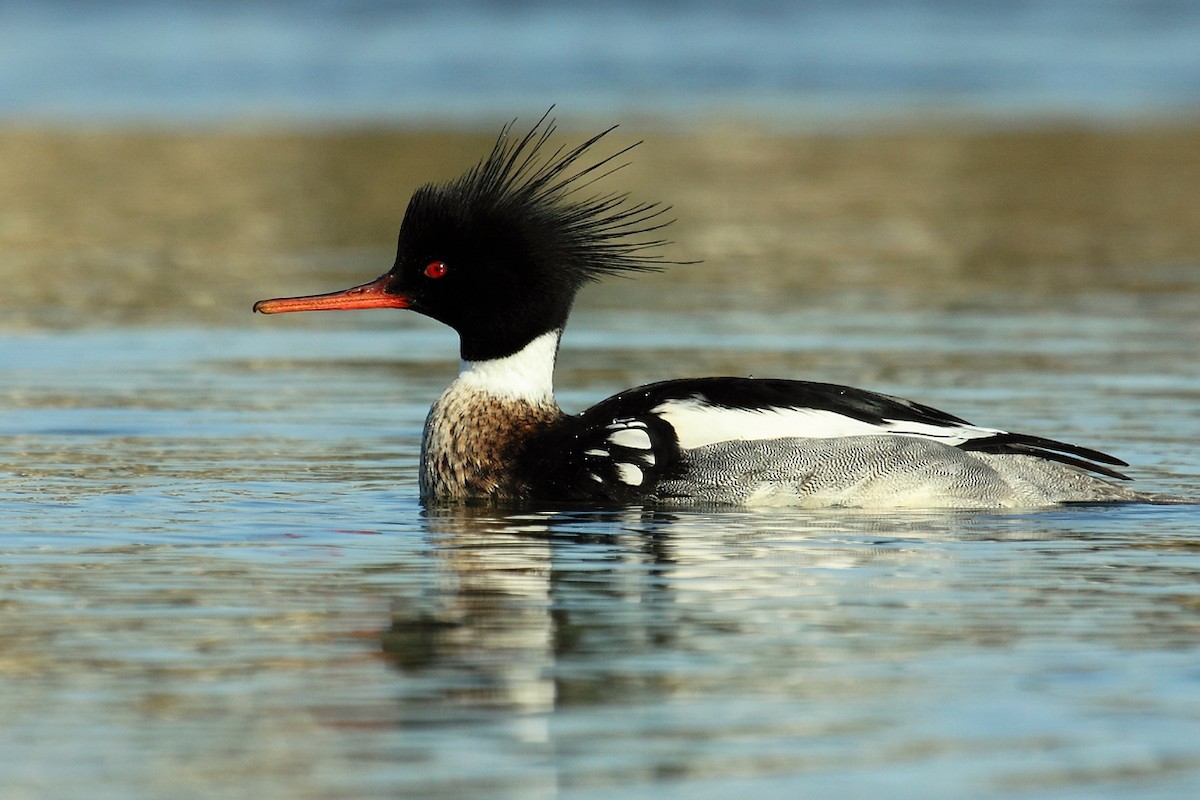 Red-breasted Merganser - António Gonçalves