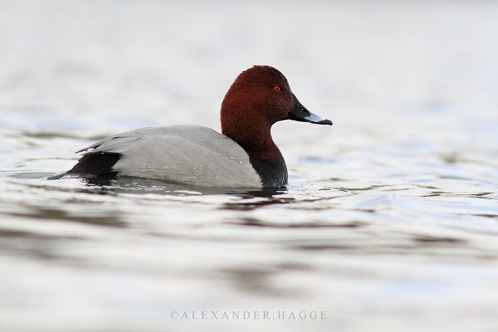 Common Pochard - Alexander Hagge