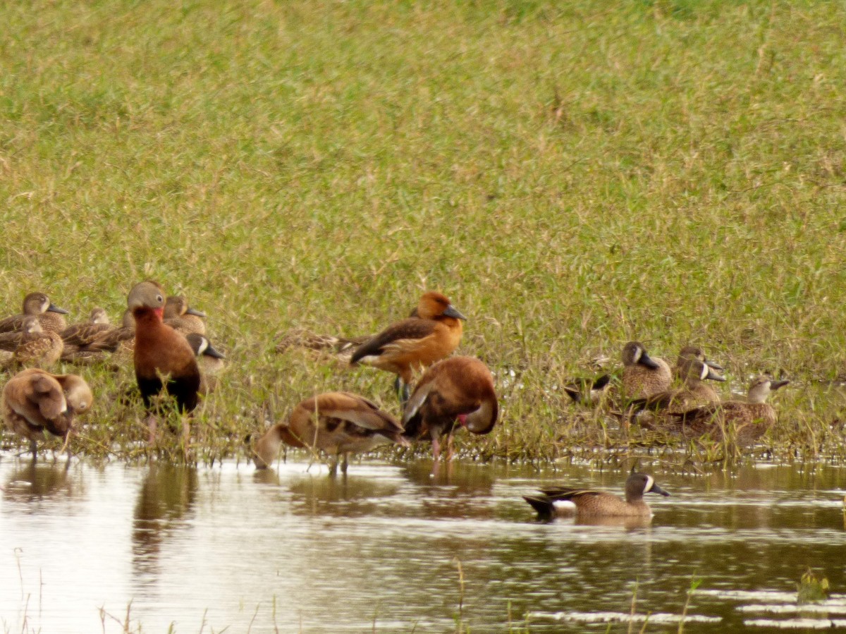 Fulvous Whistling-Duck - ML84776851