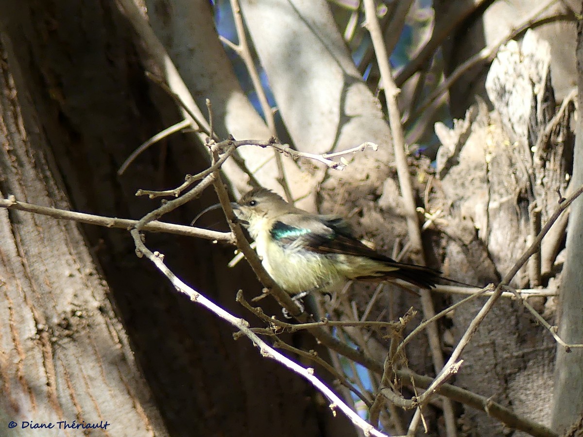 Beautiful Sunbird - Diane Thériault