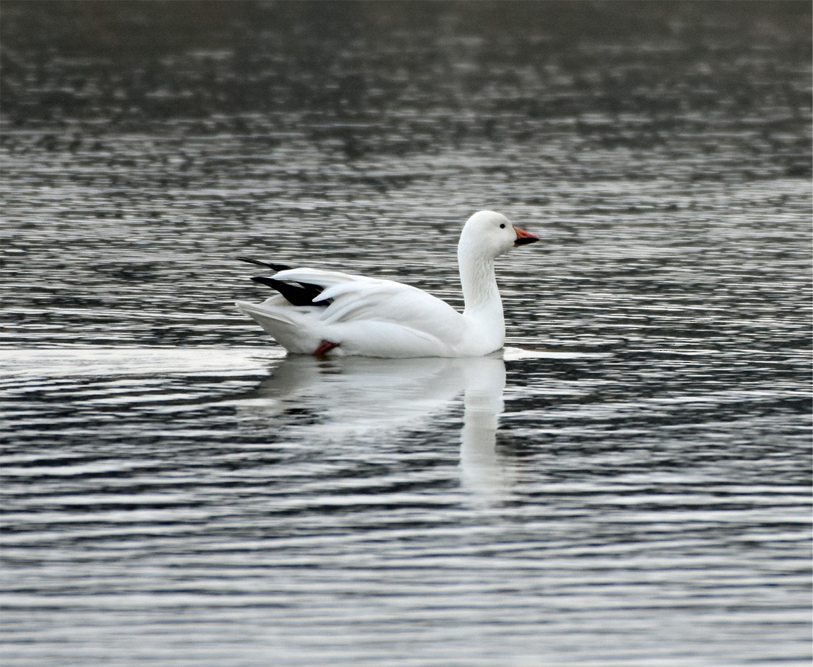 Snow Goose - ML84779781