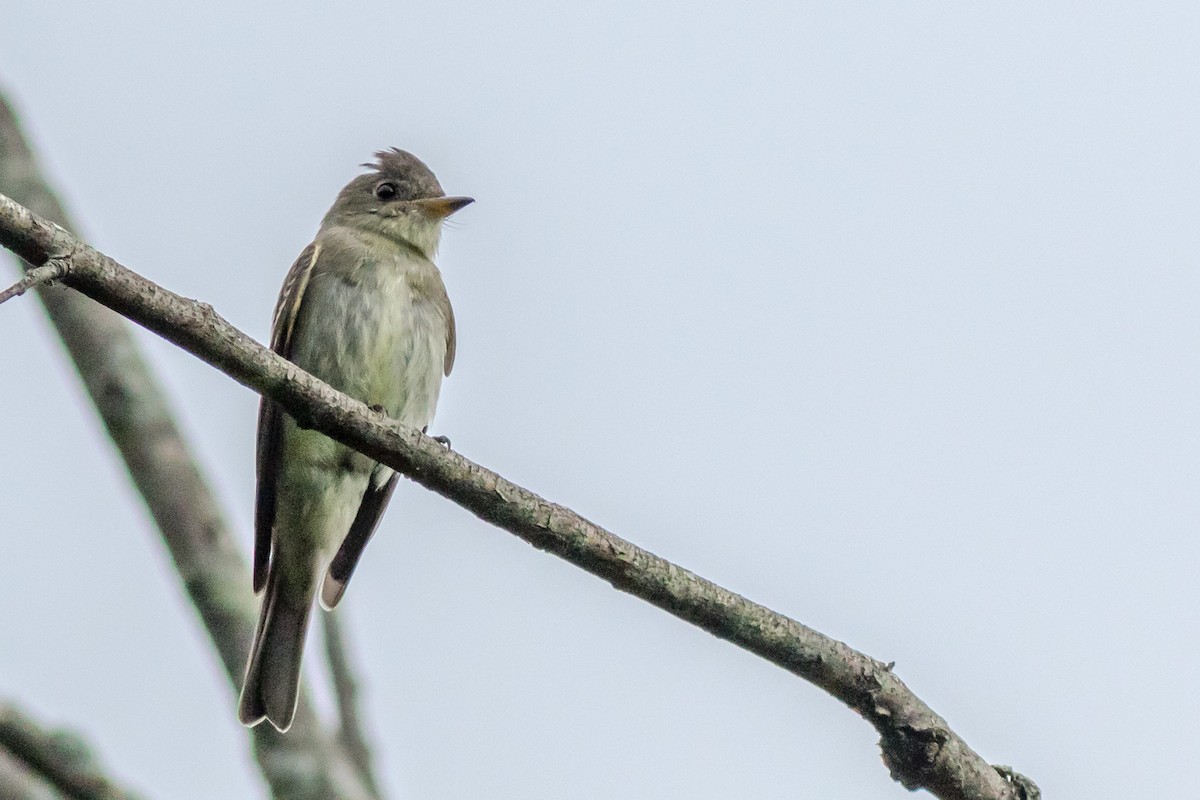 Eastern Wood-Pewee - ML84780631