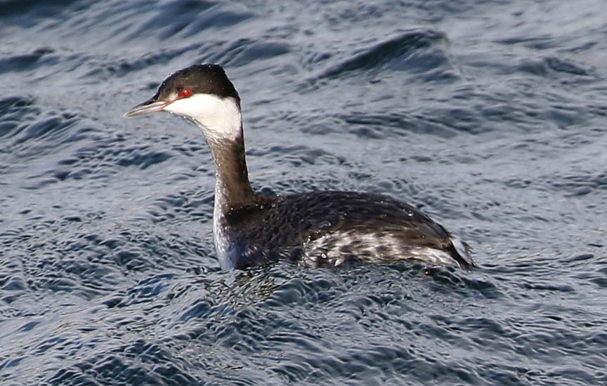 Horned Grebe - Mark Dennis