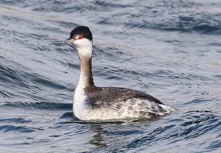 Horned Grebe - Mark Dennis