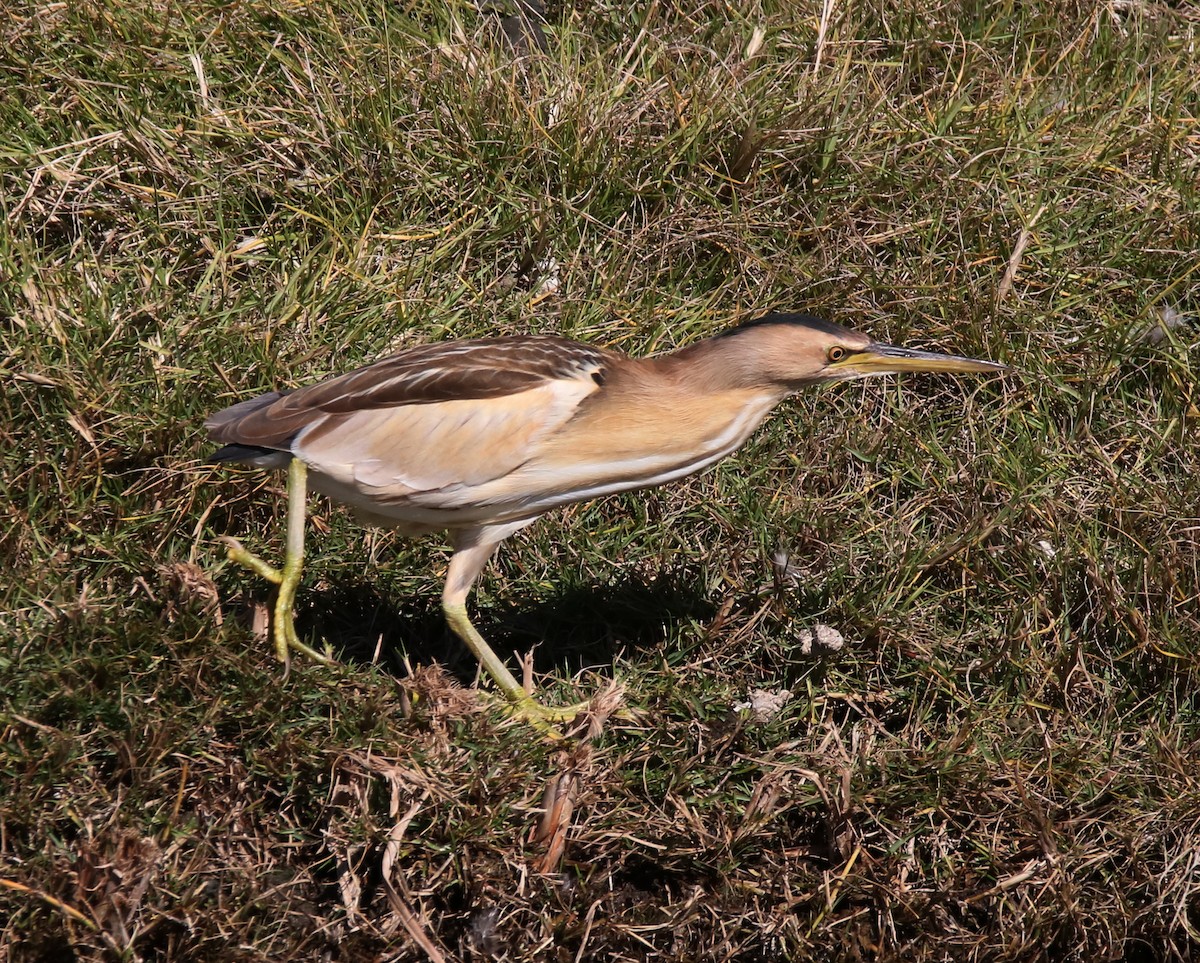 Little Bittern - ML84782121