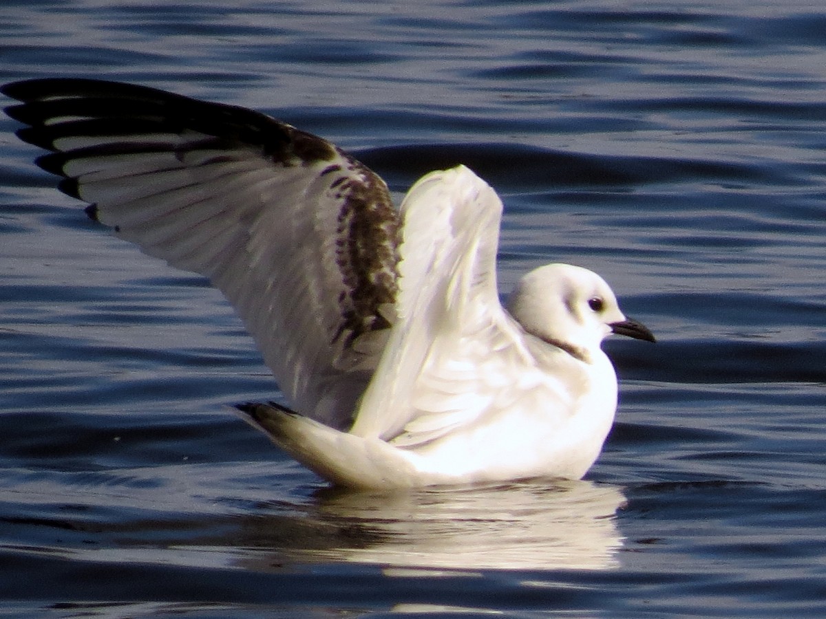 Black-legged Kittiwake - ML84784081