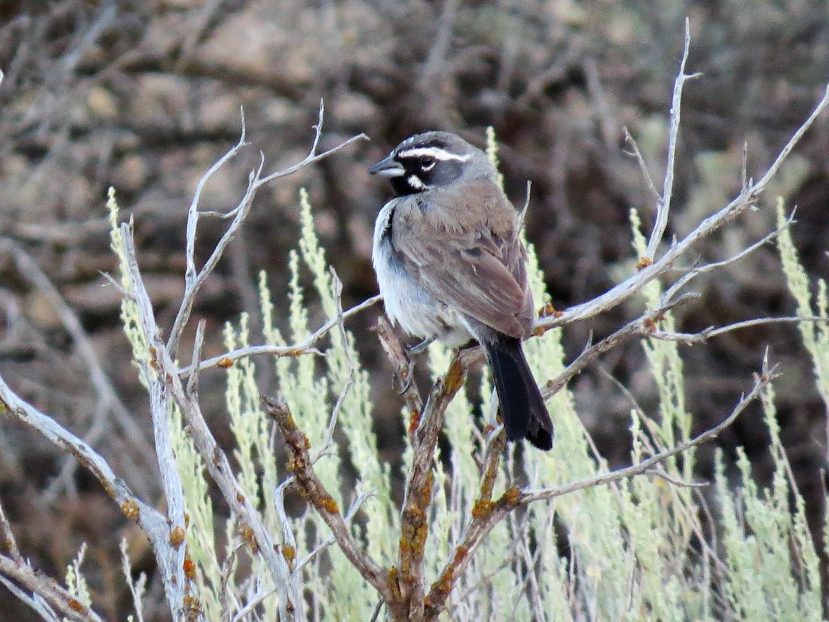 Black-throated Sparrow - Adam Betuel