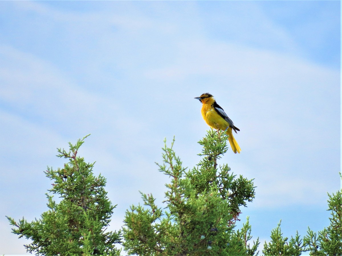 Bullock's Oriole - ML84784451