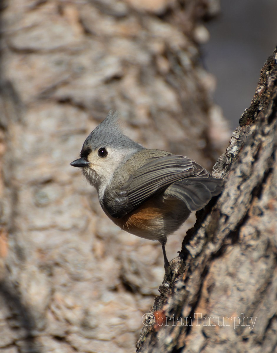 Tufted Titmouse - Brian Murphy