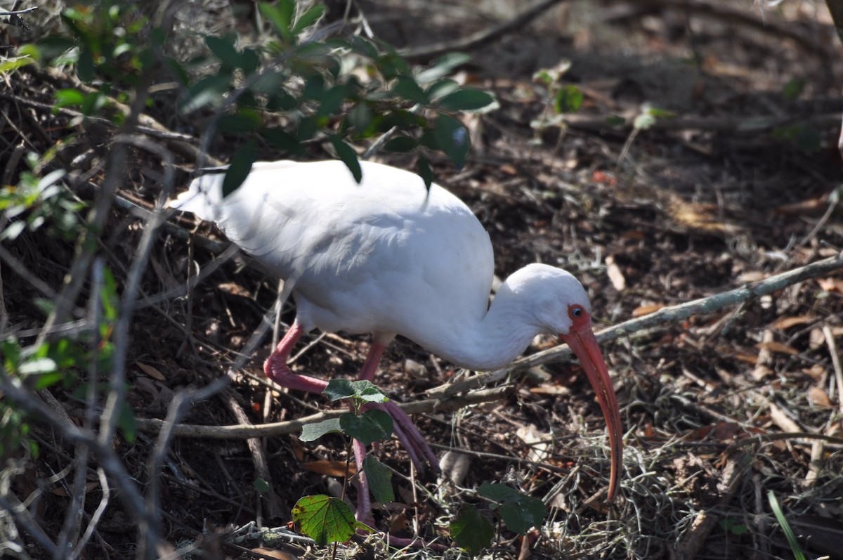 White Ibis - Ethan Gosnell