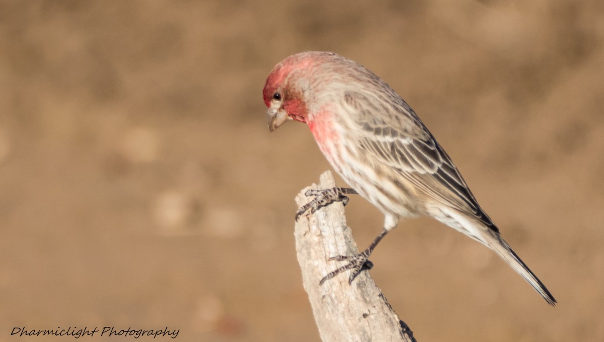 House Finch - ML84786751