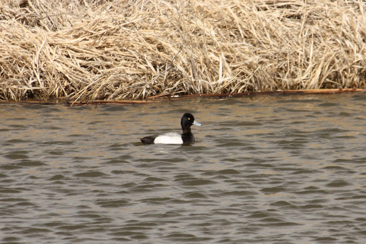 Lesser Scaup - Marya Moosman