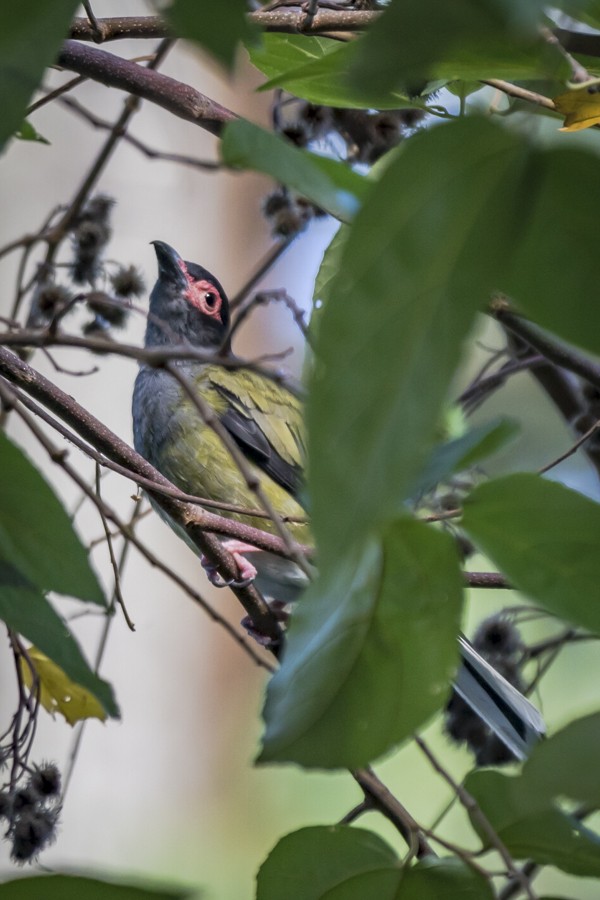 Australasian Figbird - Bob Durant