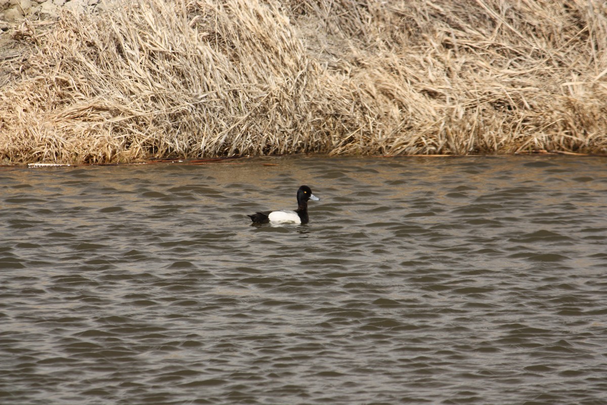 Lesser Scaup - ML84787981