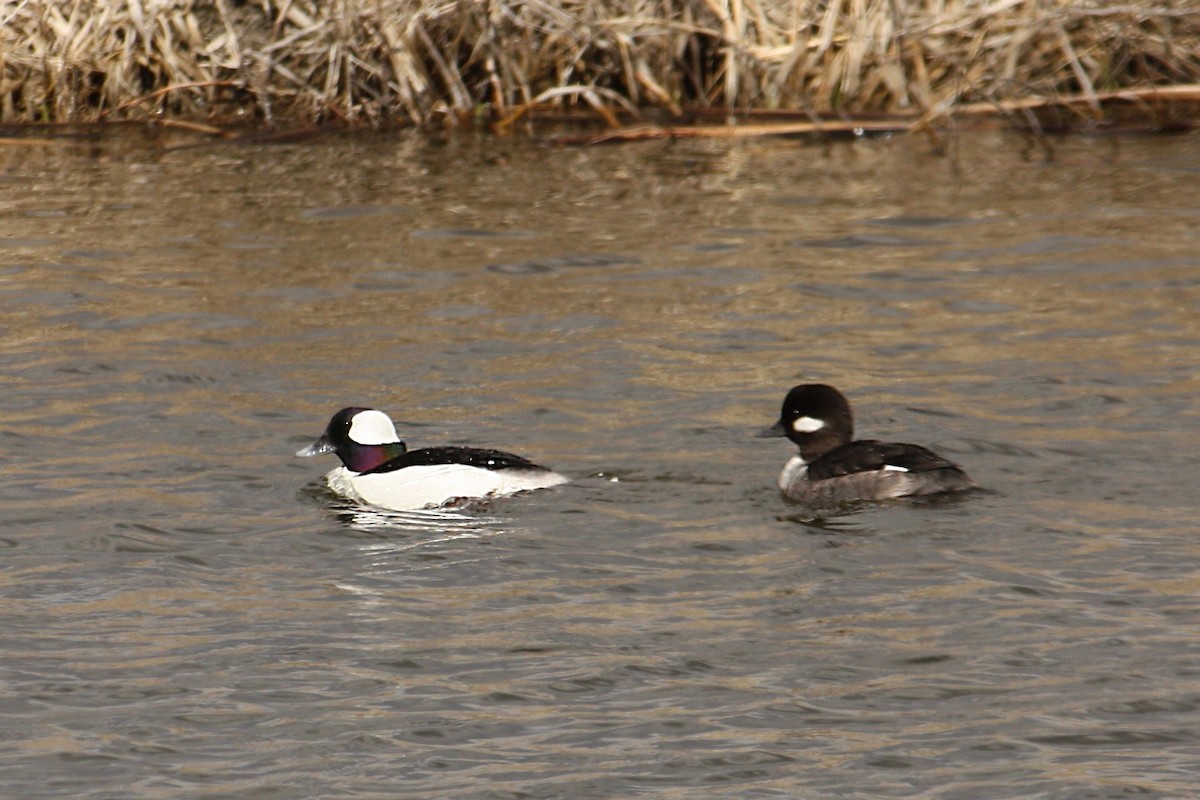 Bufflehead - ML84788061