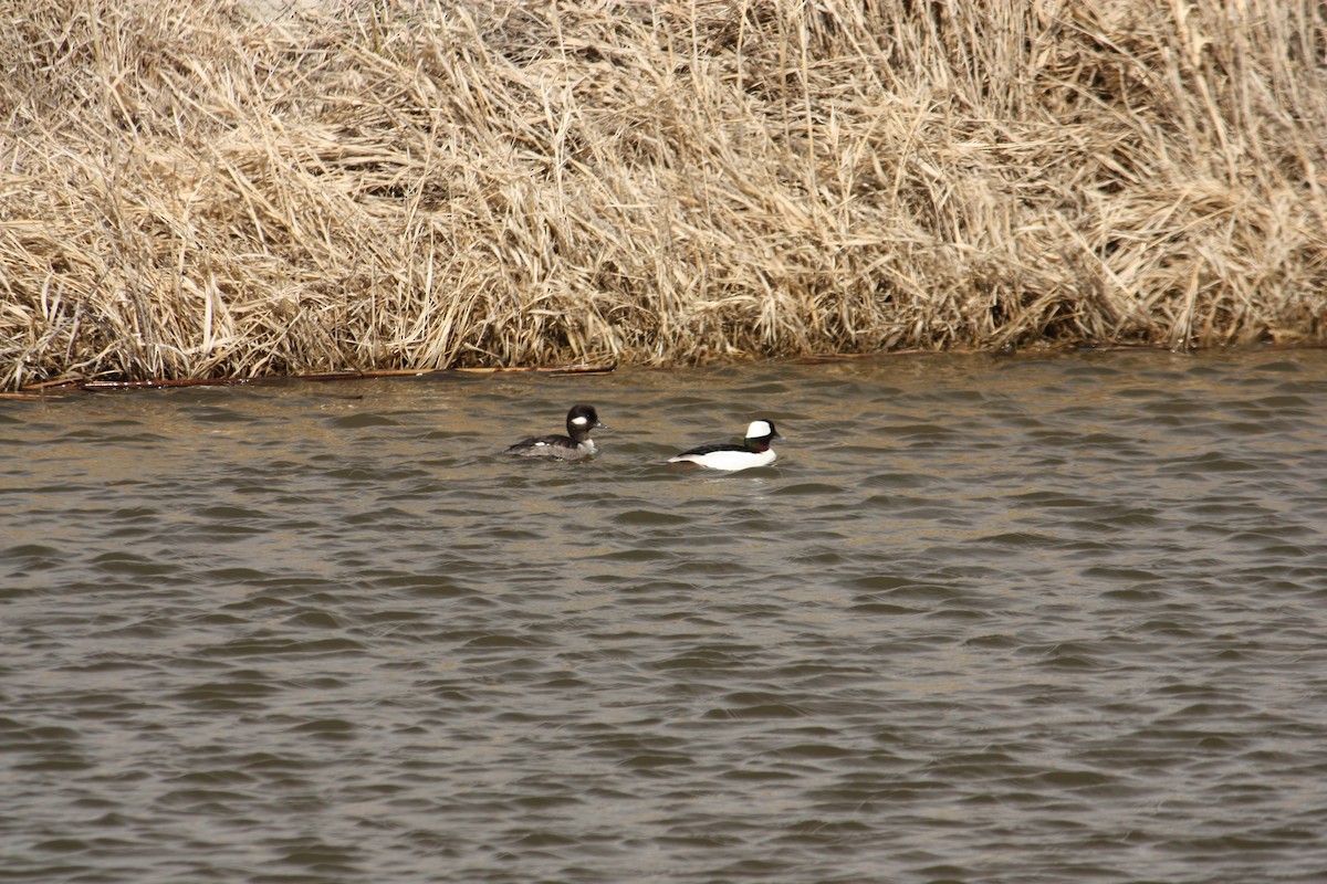 Bufflehead - ML84788171