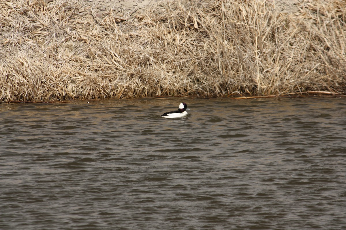 Bufflehead - ML84788191