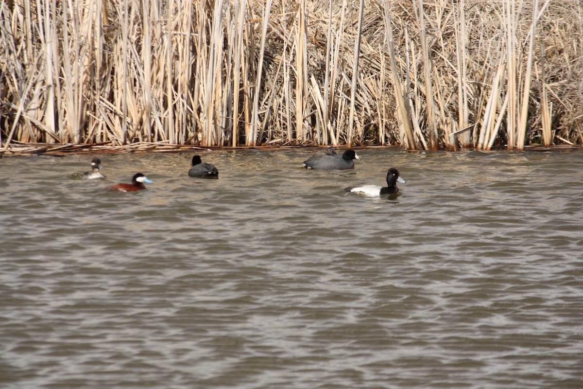 Ruddy Duck - ML84788271