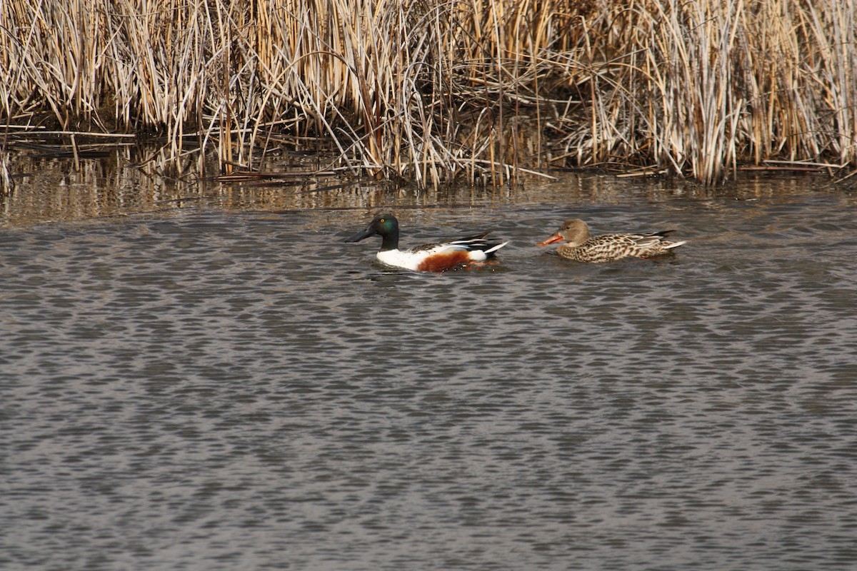 Northern Shoveler - ML84788671