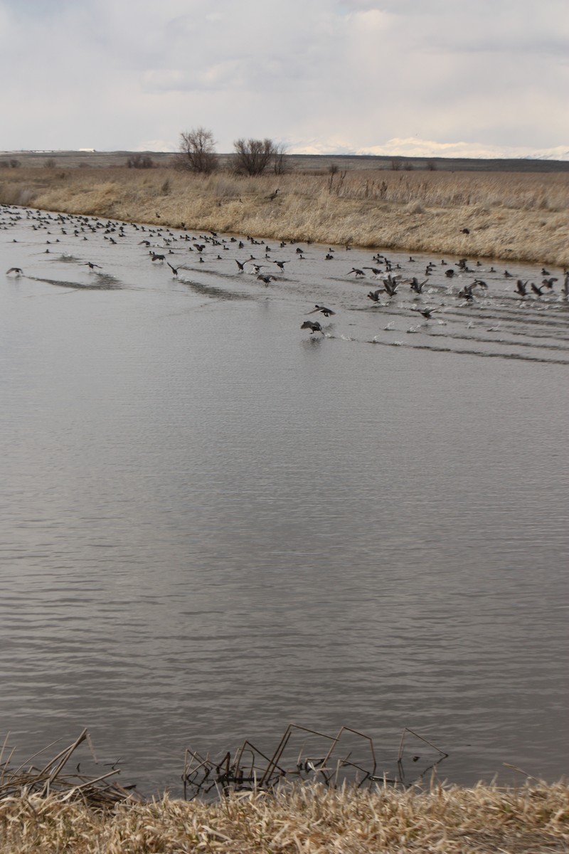 American Coot (Red-shielded) - ML84789081