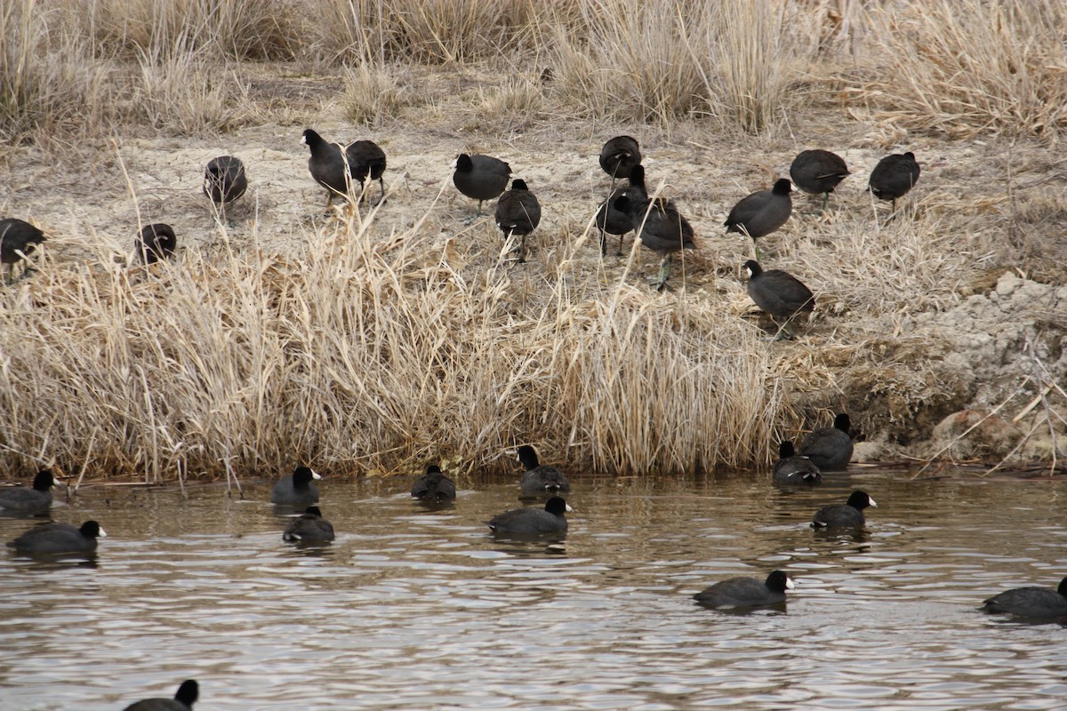 American Coot (Red-shielded) - Marya Moosman