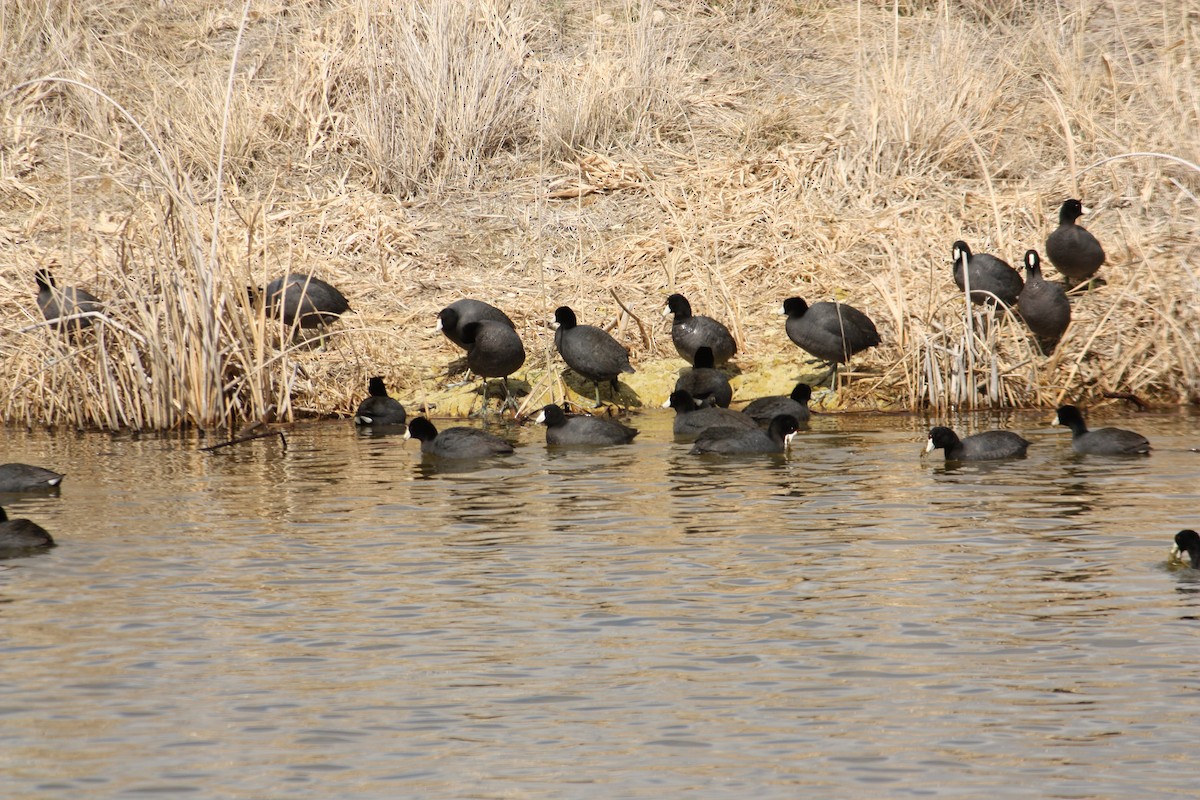 American Coot (Red-shielded) - ML84789111