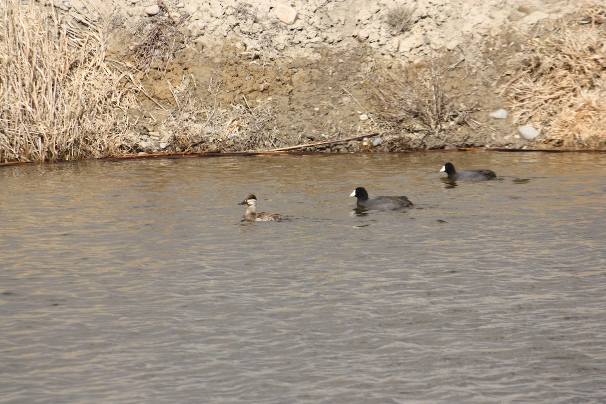 Ruddy Duck - ML84789701