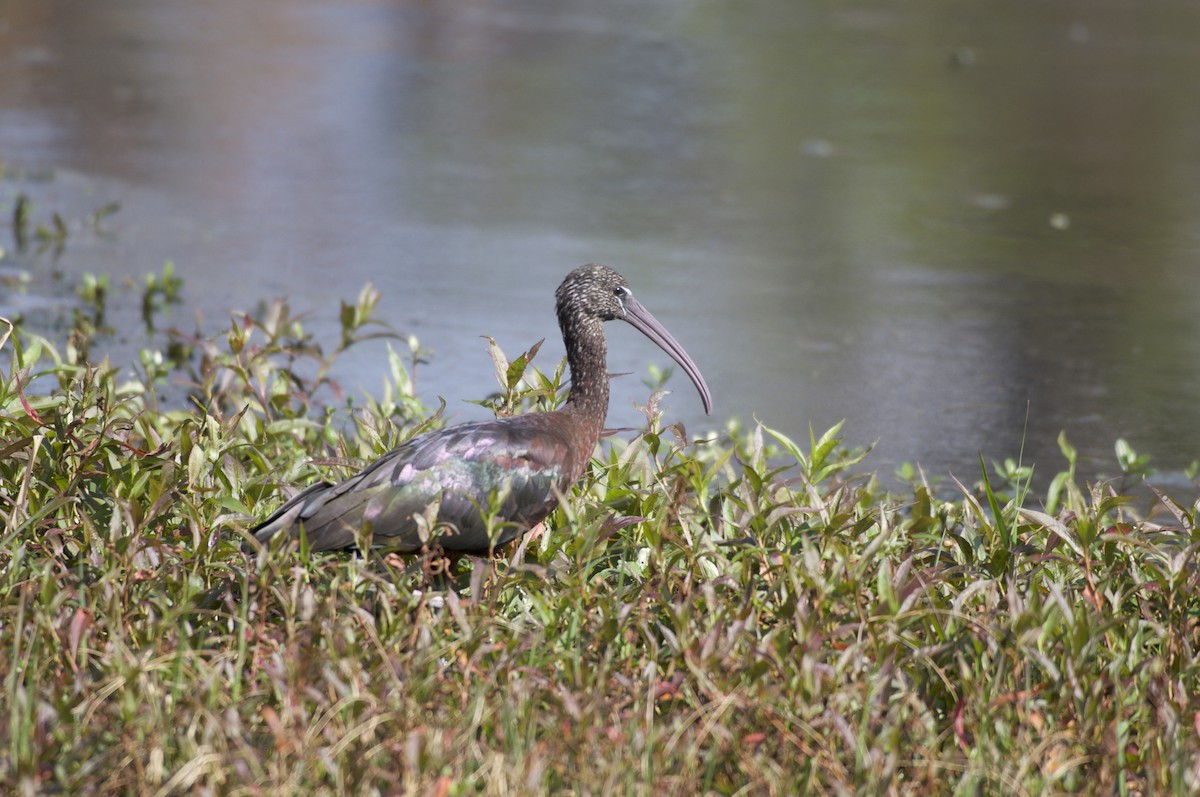 ibis hnědý - ML84790701