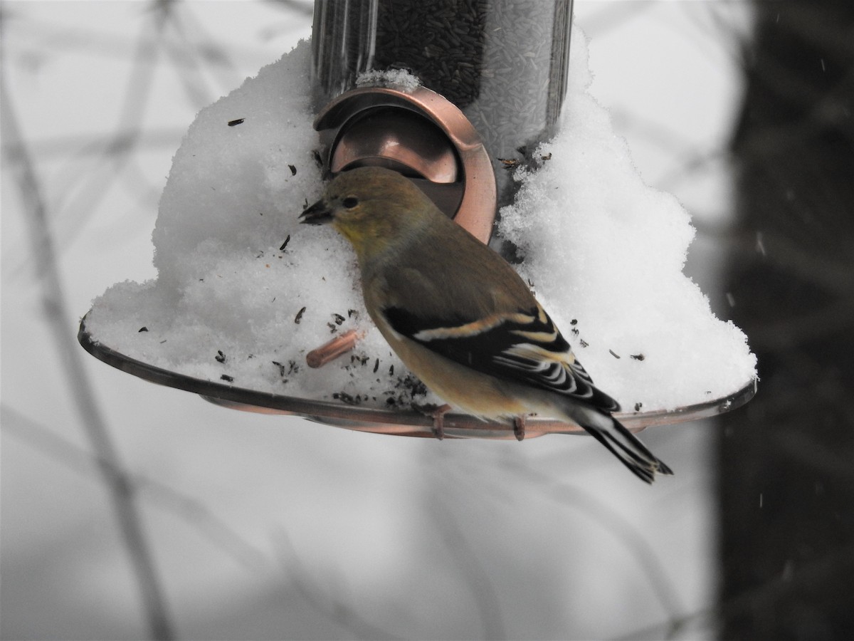 American Goldfinch - ML84791351