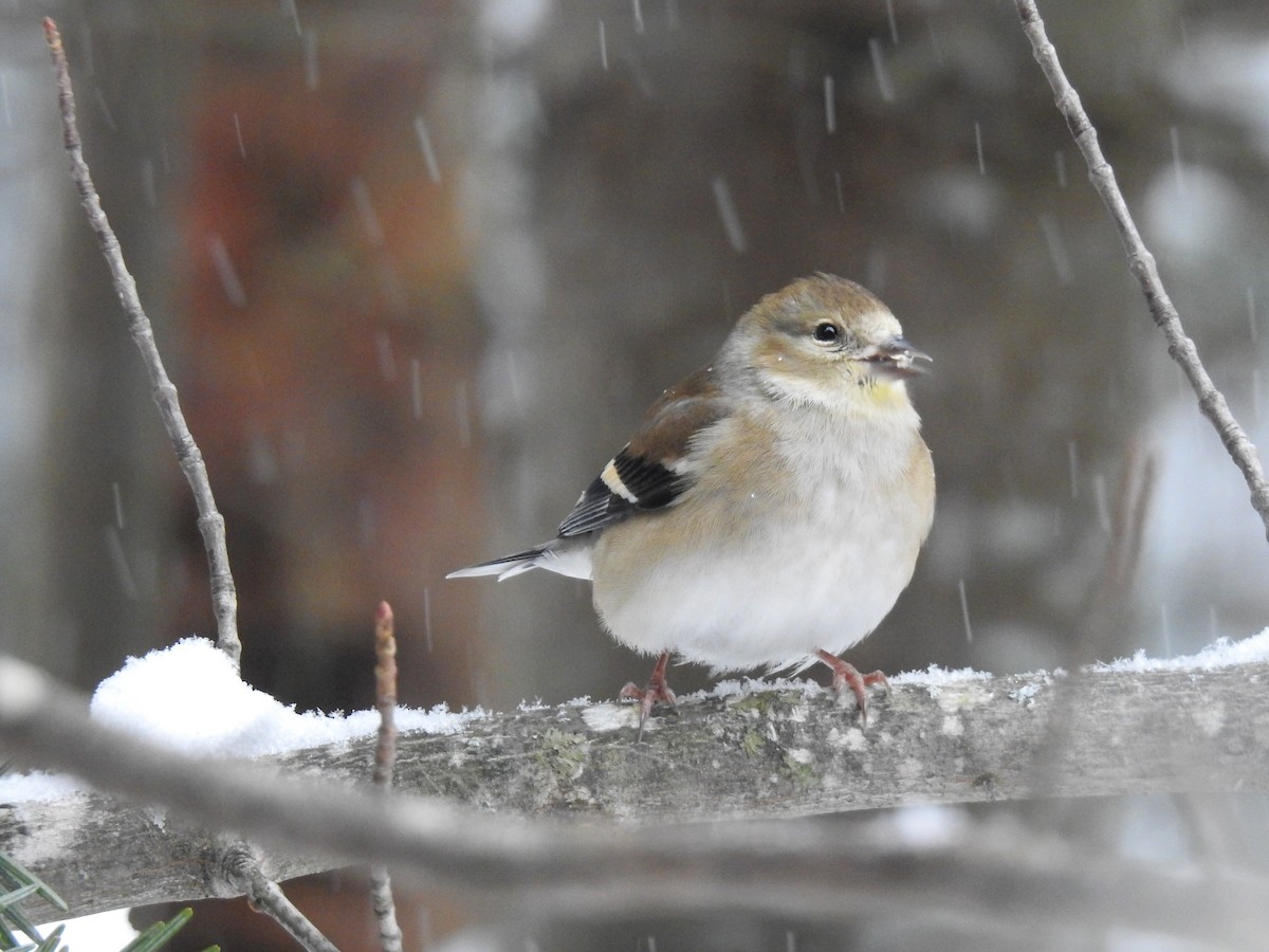 American Goldfinch - ML84791391