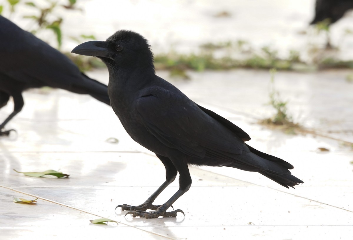Large-billed Crow (Indian Jungle) - Nancy Cox