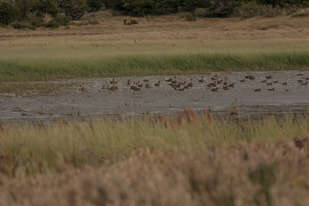 Yellow-billed Pintail - ML84793551