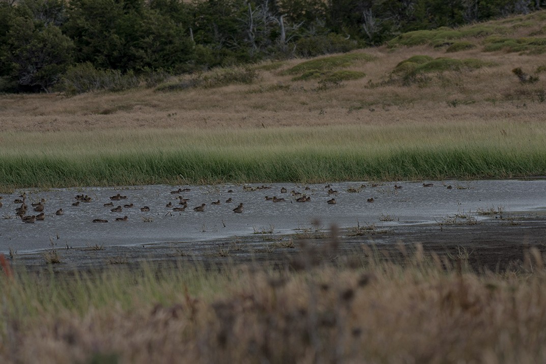 Yellow-billed Teal - ML84793581